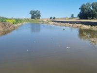 Cauză incertă pentru cele 200 kg de peşti morţi pe râul Siret