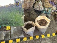 Sucevean arestat preventiv după ce s-a descoperit o cultură de canabis pe un teren agricol din spatele locuinţei sale