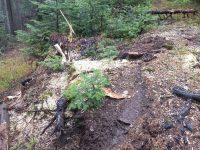 Tăieri ilegale de arbori descoperite la Ciumârna