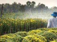 Agricultura ecologică, pondere mică în totalul agricol al judeţului