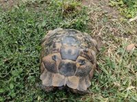 Un sucevean, depistat înainte să vândă un exemplar de broască ţestoasă protejată