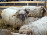 Comisia Europeană a prelungit interdicţia exporturilor de ovine şi caprine din România