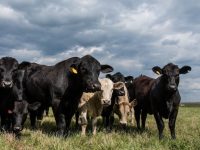 Patru vaci din rasa Angus au murit în condiţii încă neelucidate