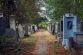 Cimitir evrei radauti 2