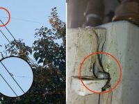 Branşament ilegal la reţeaua electrică depistat la o proprietate din Hănţeşti