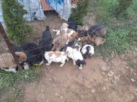 Locul unde se „descarcă”, la propriu, căţei