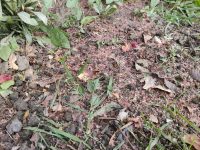 Firmă amendată cu 15.000 de lei pentru poluarea aerului cu particule vegetale