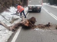 Drumarii continuă îndepărtarea arborilor cu risc de prăbuşire pe DN18 şi DN17 B
