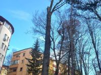 Sunt tăiaţi arbori uscaţi, bolnavi sau cu risc de prăbuşire