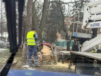 Primăria Suceava prezintă, în consultare publică, lista arborilor propuşi pentru tăiere şi explică procedura