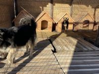 Zero eutanasieri şi 32 de adopţii