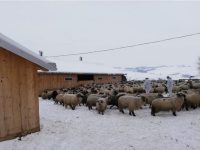 Despăgubire de peste 150.000 de lei pentru un proprietar sucevean al 164 de ovine bolnave de scrapie sacrificate