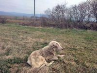Un câine legat de o căruţă a fost găsit rănit în Dolhasca