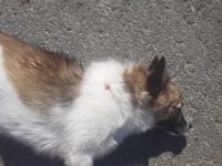 Câine rănit prin împuşcare, găsit pe o stradă din Suceava