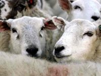 Exportul de ovine şi caprine vii către ţările UE este interzis!