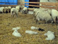 În judeţ se vor sacrifica până în 30.000 de miei, care vor ajunge în supermarketurile din ţară
