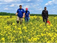 Plantaţii experimentale de biomasă forestieră la Moara şi Zamostea
