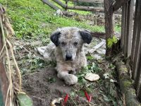 Un câine aflat în pericol după inundaţiile din Broşteni, preluat de o asociaţie de protecţie a animalelor