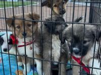 Câinii hoinari au un „bazin colector” mult mai mare decât municipiul Suceava