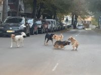 Sterilizarea, singura modalitate eficace de stârpire a câinilor fără stăpân