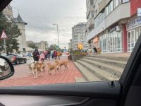 Primăria Suceava demarează a doua campanie de sterilizări gratuite