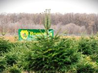 Romsilva oferă la vânzare peste 16 mii de brazi de Crăciun