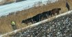 Pocoleni Radaseni bovine iaz inghetat apa inauarie 2026