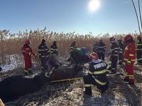 Operaţiune complexă de salvare, după ce 23 de vaci au căzut într-un iaz îngheţat