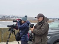 Recensământ de iarnă al păsărilor acvatice