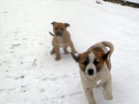 Direcţia Sanitară Veterinară şi Poliţia Animalelor fac eforturi pentru gestionarea fenomenului câinilor fără stăpân