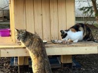 Căsuţele pentru pisici au devenit simbol al empatiei şi solidarităţii  