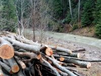 Garda de Mediu Suceava a aplicat amenzi de 16.000 lei pentru depozitarea ilegală de material lemnos pe malul apei