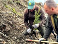 Ocolul Silvic Mălini, în campania de împăduriri