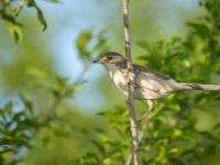 Este interzisă perturbarea intenţionată a păsărilor sălbatice, în special în perioadele de reproducere