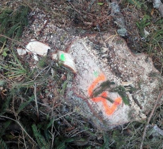 Control al Gărzii Forestiere în Poiana Stampei