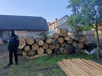 Un pădurar şi administratorul unei firme, plasaţi sub control judiciar