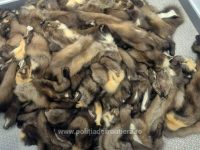Un ucrainean cu 100 de piei de jder a fost depistat în PTF Siret