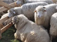 DSVSA Suceava a instituit carantină pentru ovine şi caprine