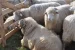 DSVSA Suceava a instituit carantină pentru ovine şi caprine