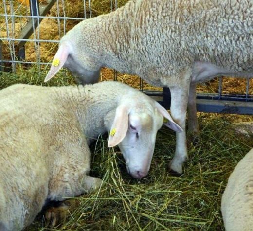 Patru focare de scrapie la oi sunt active în judeţ